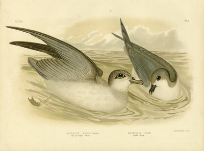 Blødpjusket stormmåge, 1891 af Gracius Broinowski